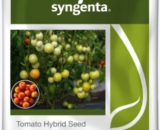 Syngenta Baaho Tomato Seeds â€“ Hybrid Tomato Seeds for High Yield