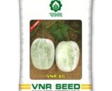 AG F1 Ash Gourd Seeds - Green with White Ash, Big Uniform Fruit