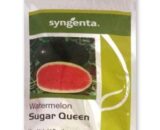 Syngenta Sugar Queen Watermelon Seeds â€“ High-Yielding Hybrid with Transport Durability